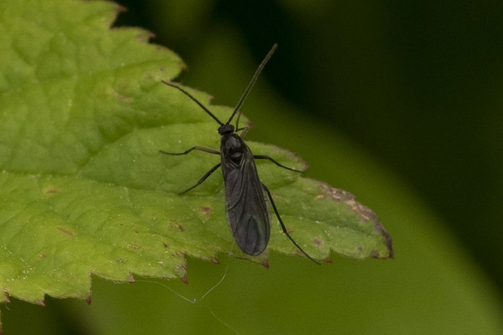 Aiuto per determinazione Sciara ?