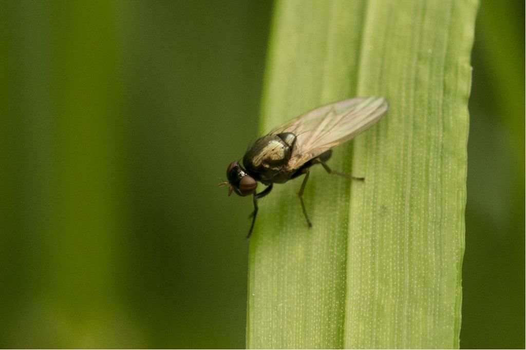 Diptera da identificare