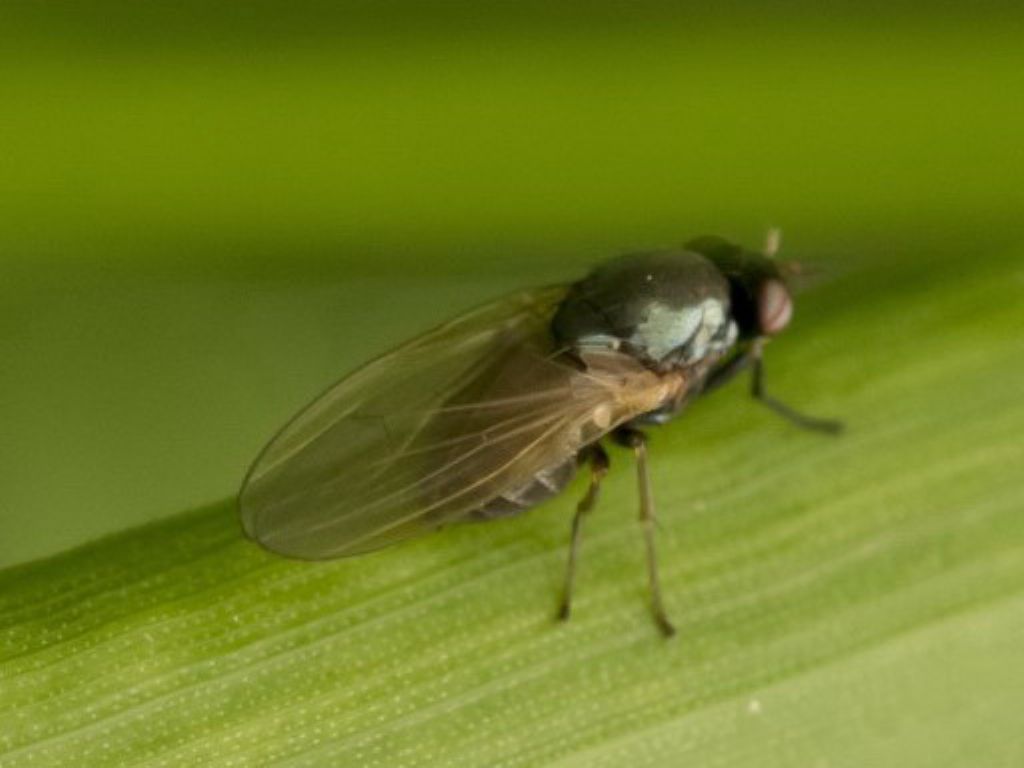 Diptera da identificare