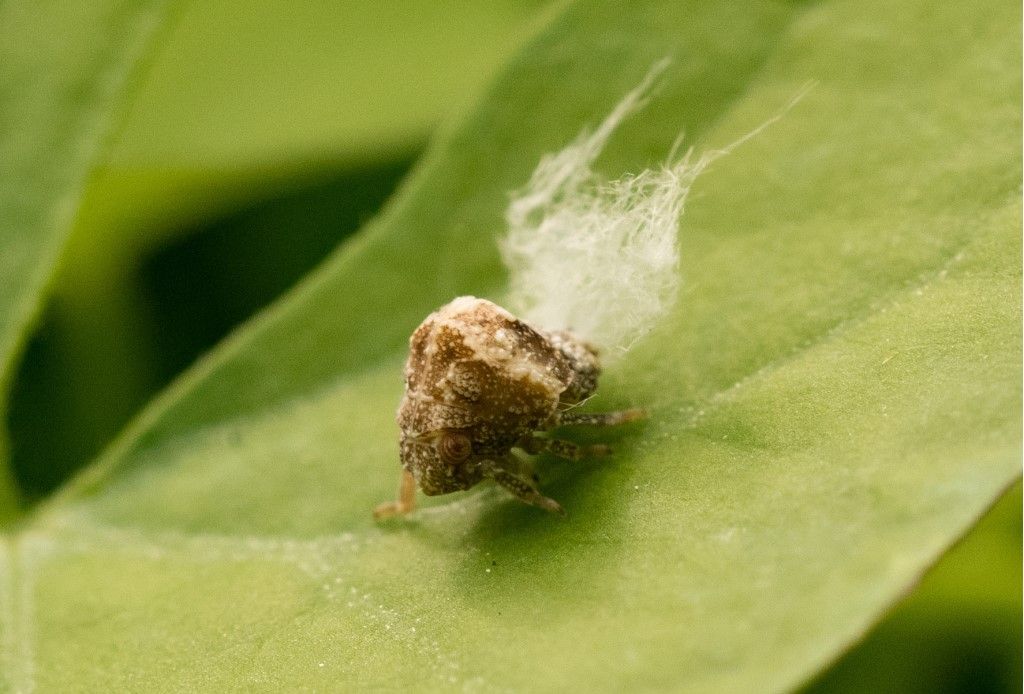 Acanaloniidae - Acanalonia bivittata ?
