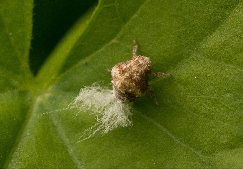Acanaloniidae - Acanalonia bivittata ?