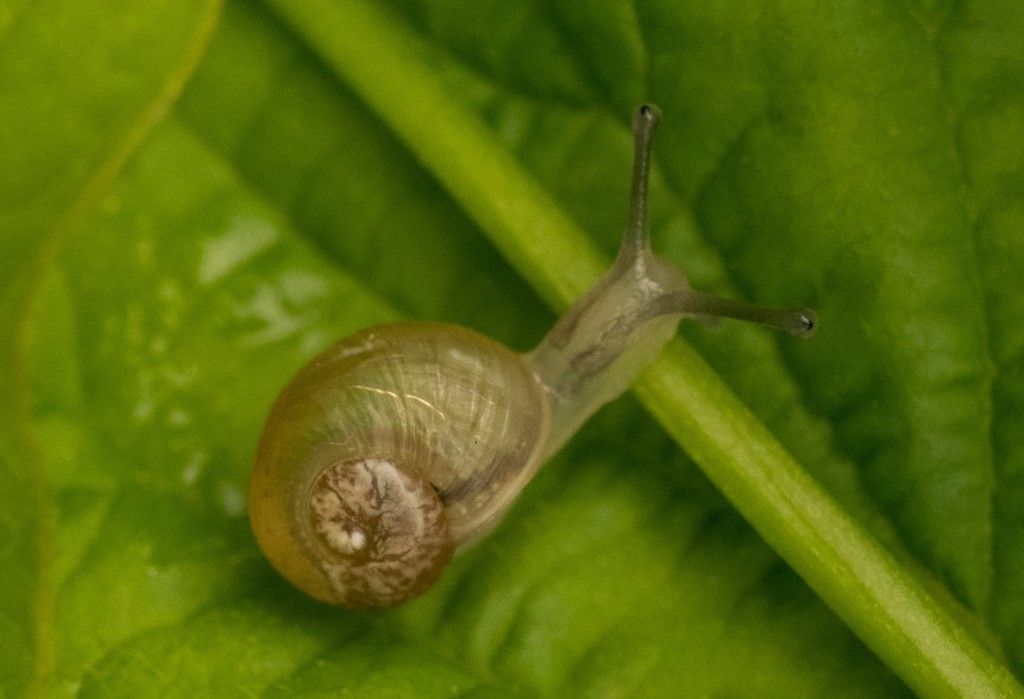 Aiuto per identificazione (   Bradybaenidae  )