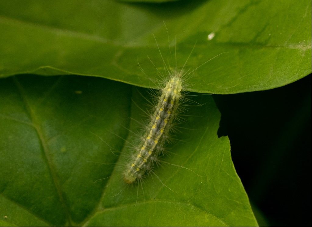 Bruco da identificare (Hyphantria cunea ?)