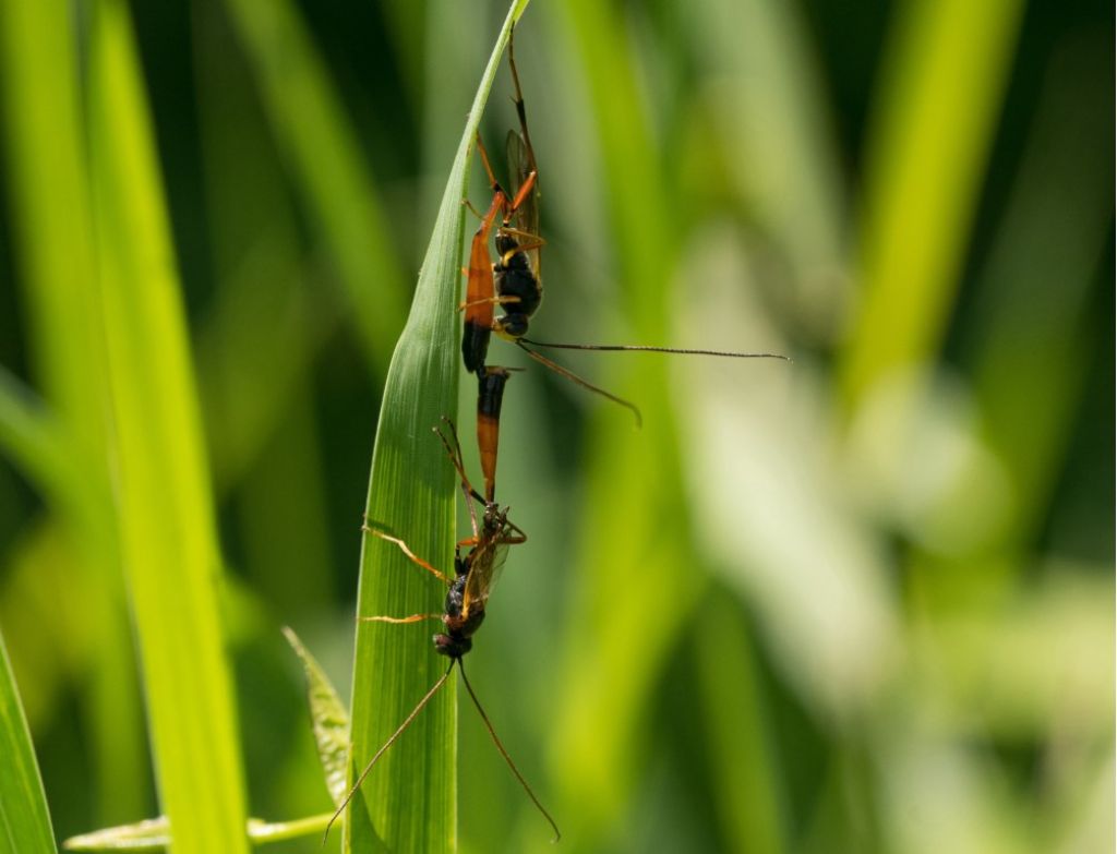 Ichneumonidae da identificare