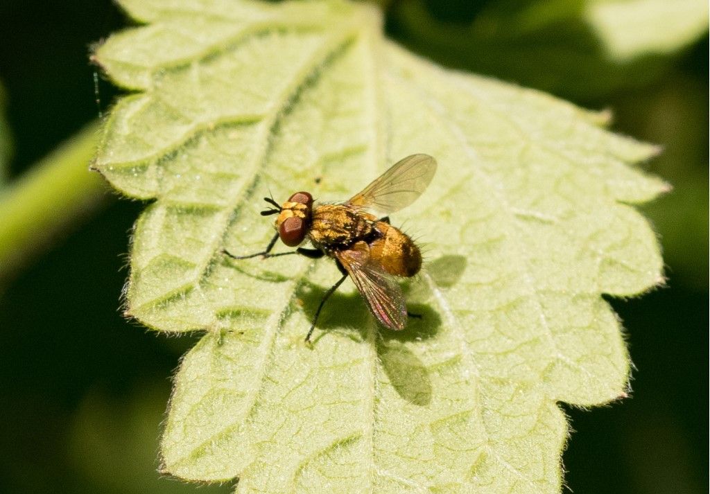 Diptera da identificare