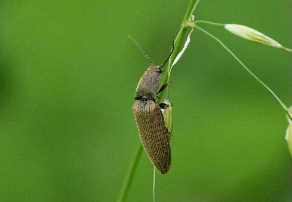 Elateridae da determinare
