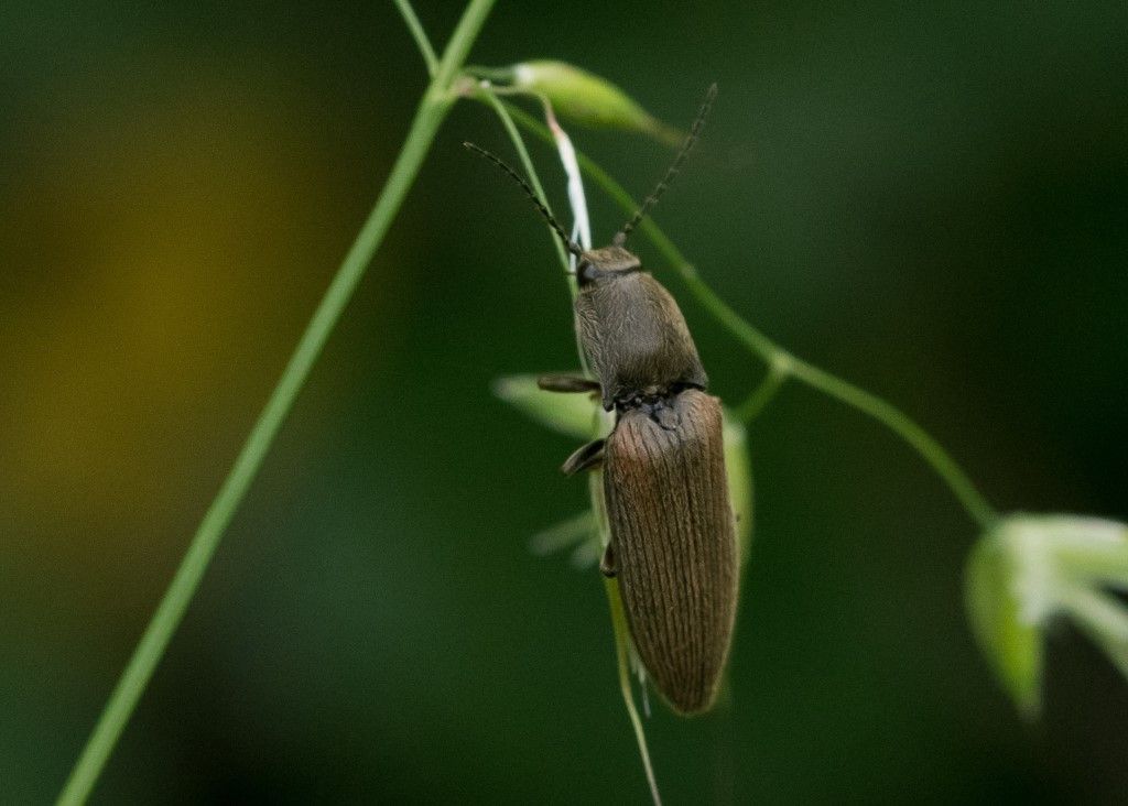 Elateridae da determinare
