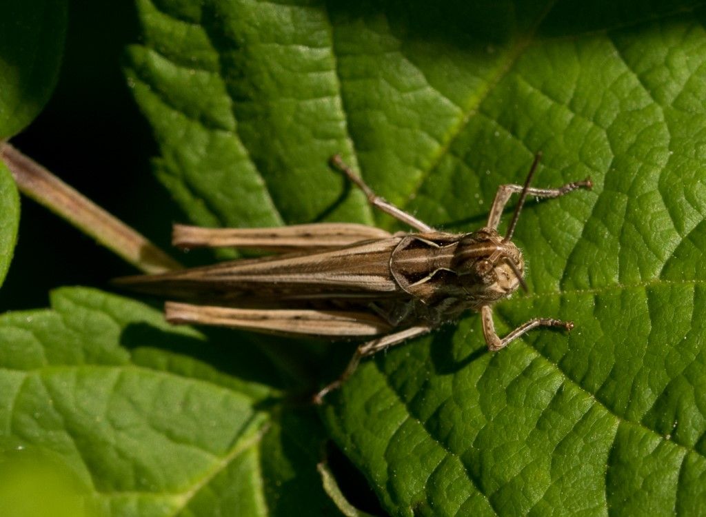 Acrididae da identificare