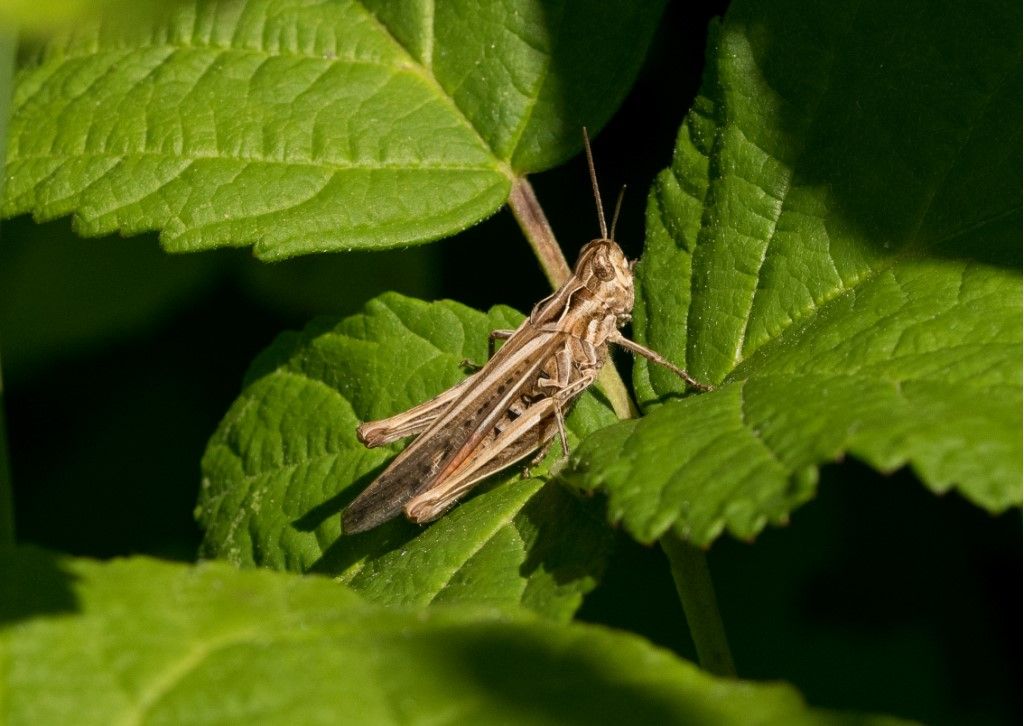 Acrididae da identificare