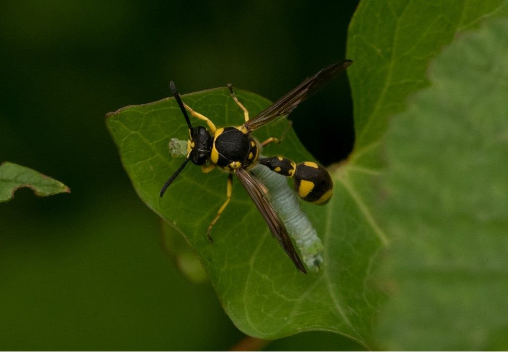 Vespidae - Eumenes crucifera ? No, Eumenes sp.