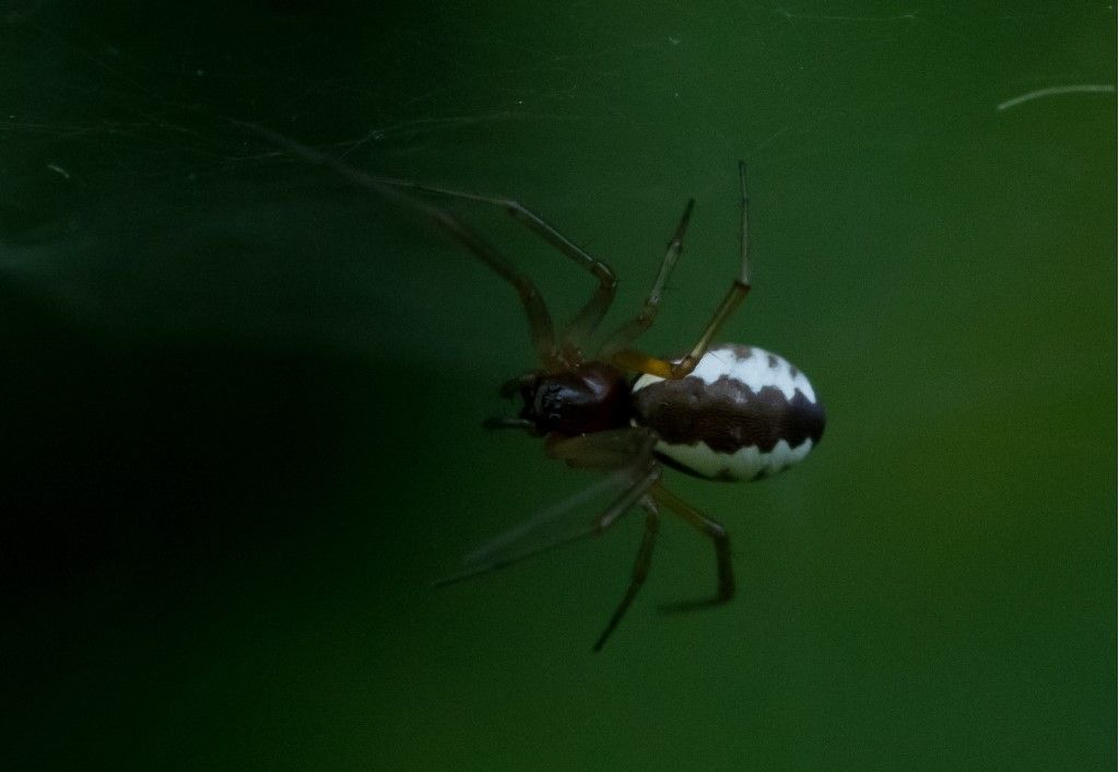Frontinellina frutetorum ?