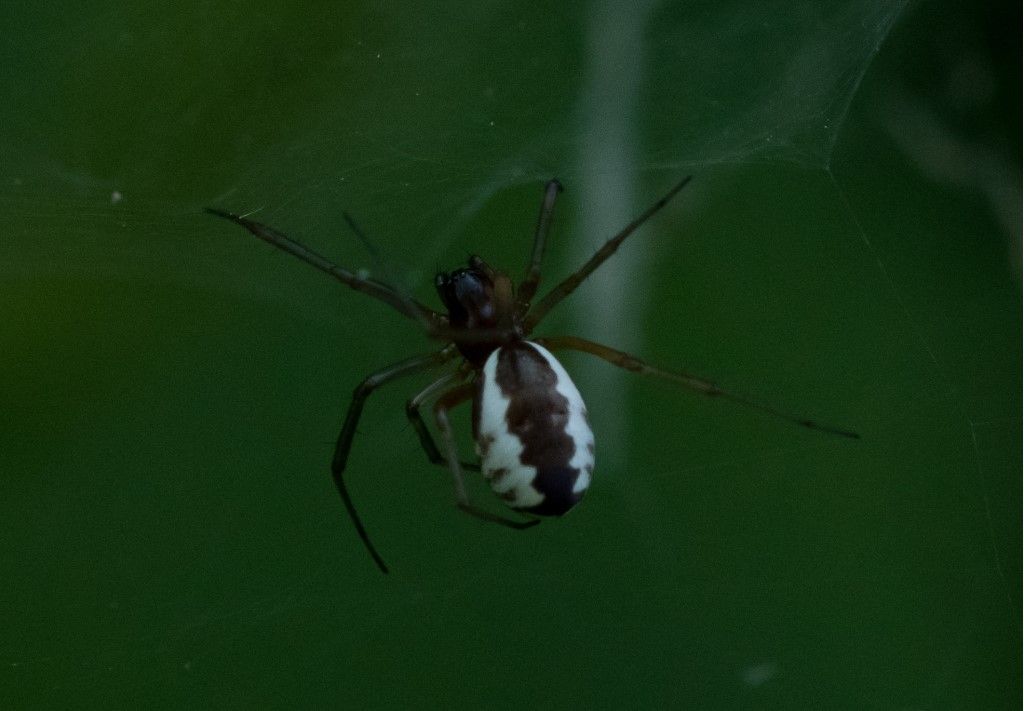 Frontinellina frutetorum ?