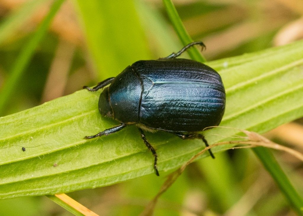 Coleottero da determinare (anomala dubia o vitis ?)