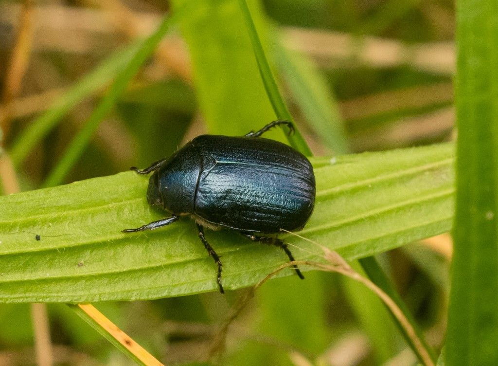 Coleottero da determinare (anomala dubia o vitis ?)