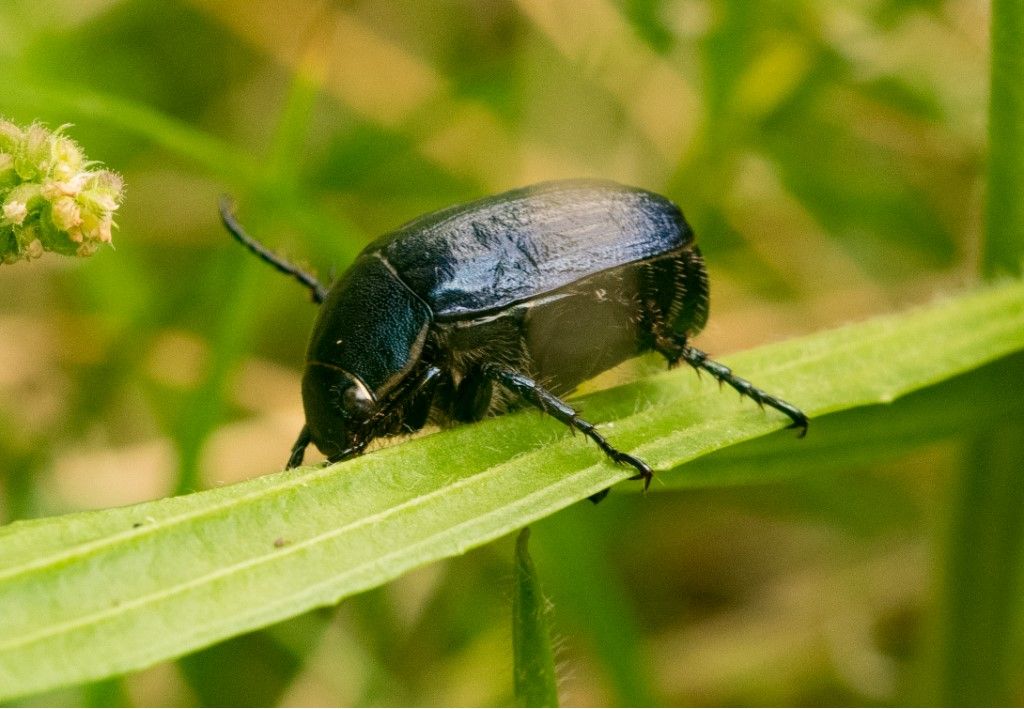 Coleottero da determinare (anomala dubia o vitis ?)