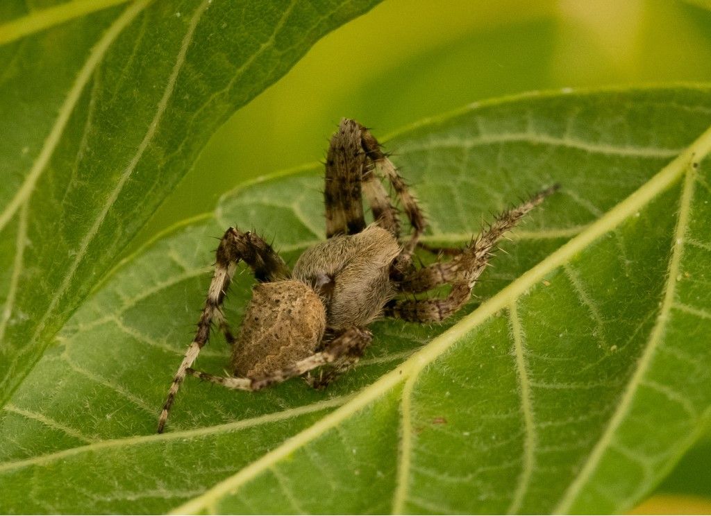 Araneidae da identificare