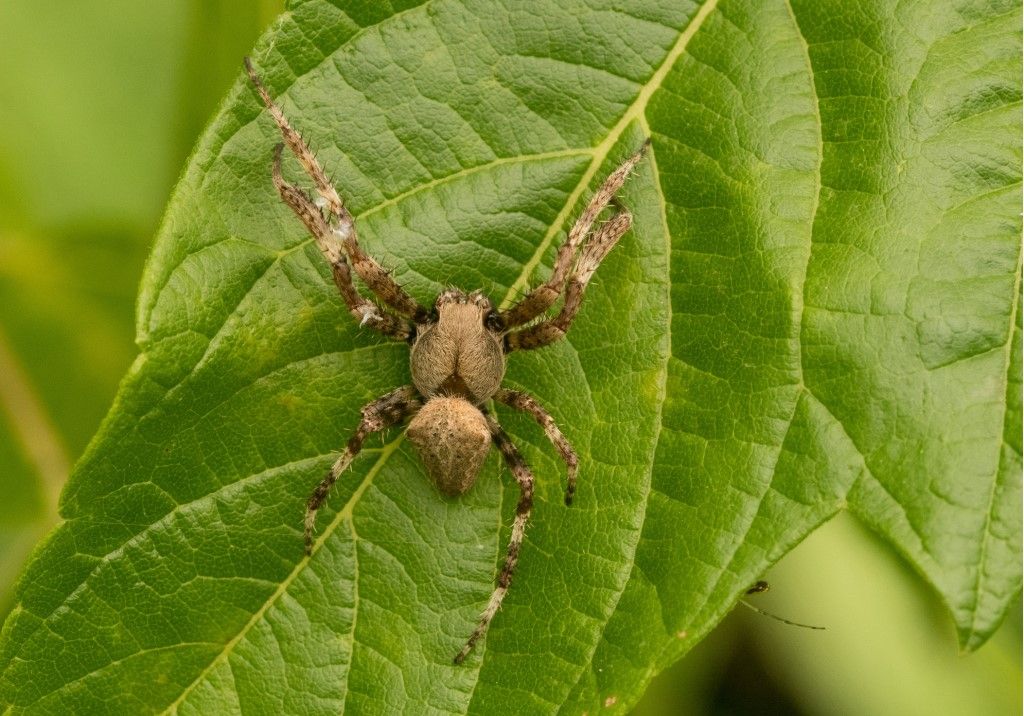 Araneidae da identificare