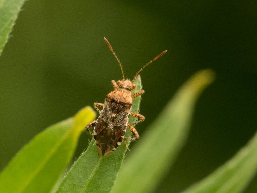 Rhopalidae da identificare