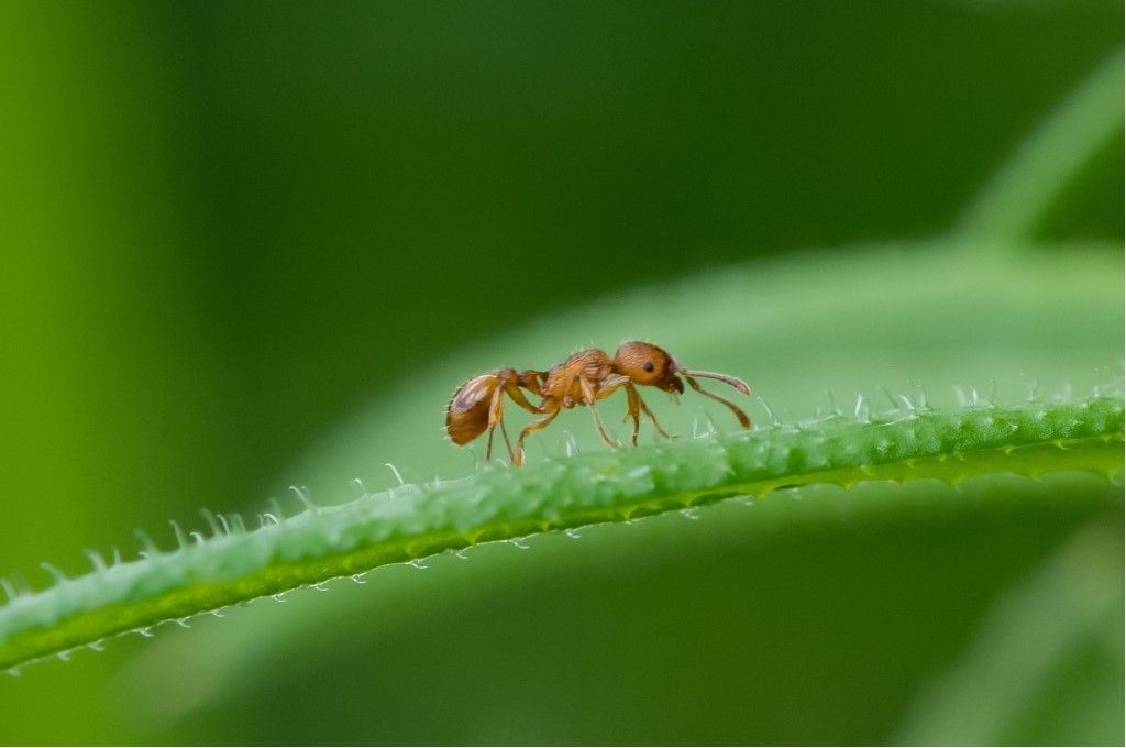 Formicidae da identificare