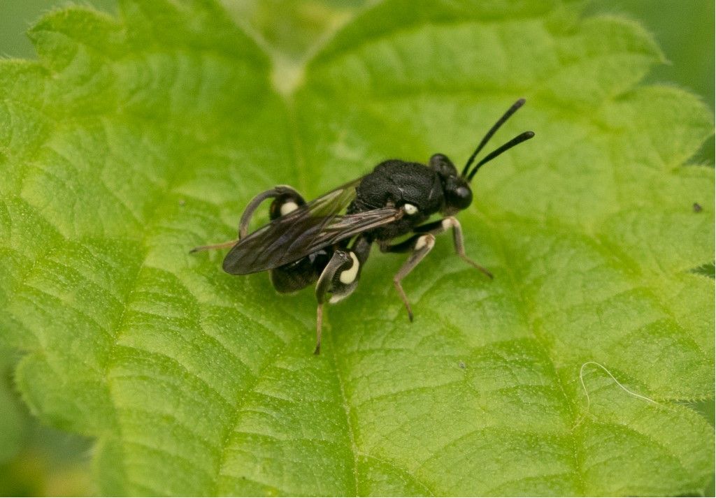 Probabile Chalcididae da identificare
