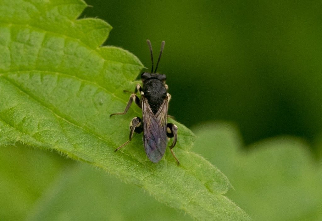 Probabile Chalcididae da identificare