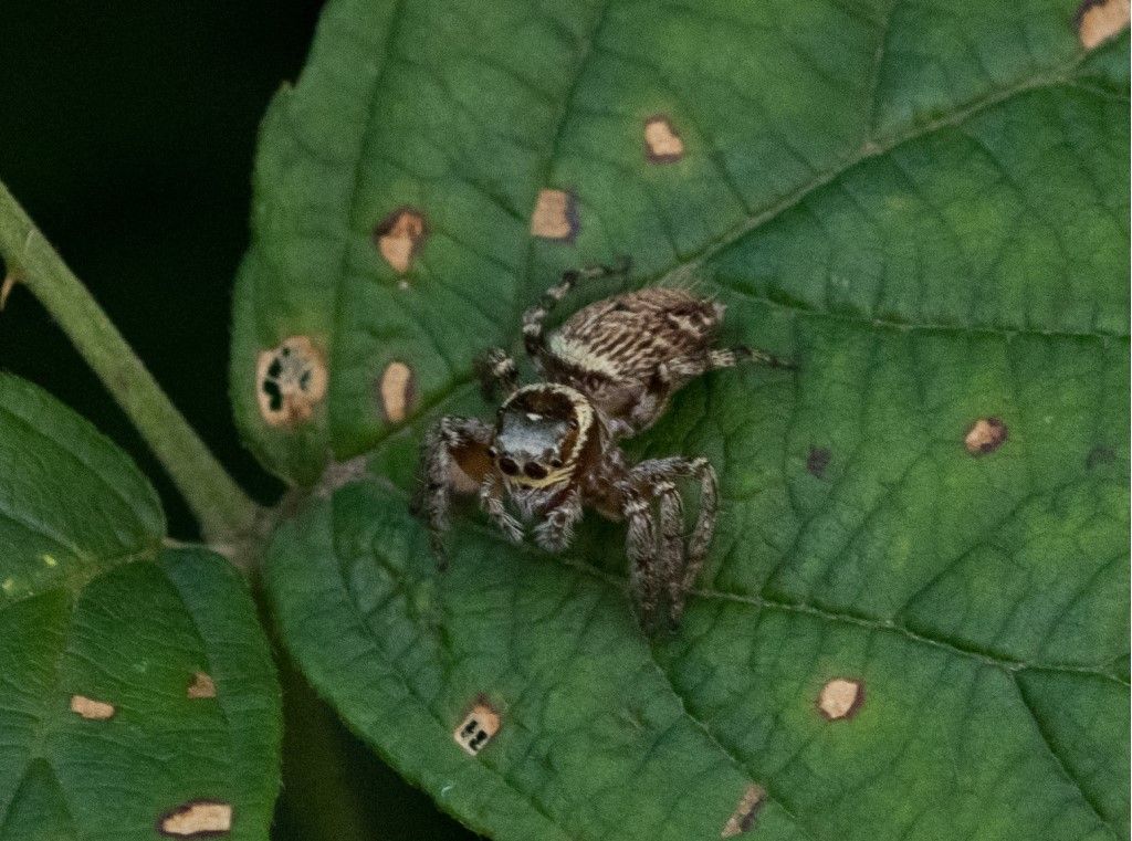 Salticidae da identificare