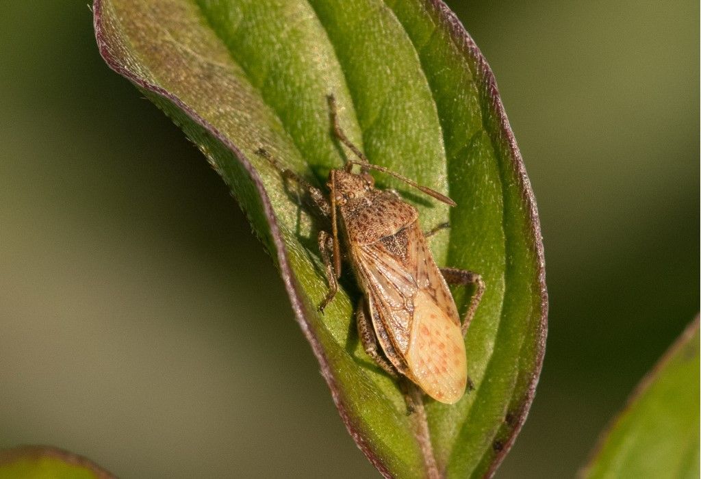 Stictopleurus punctatonervosus ?