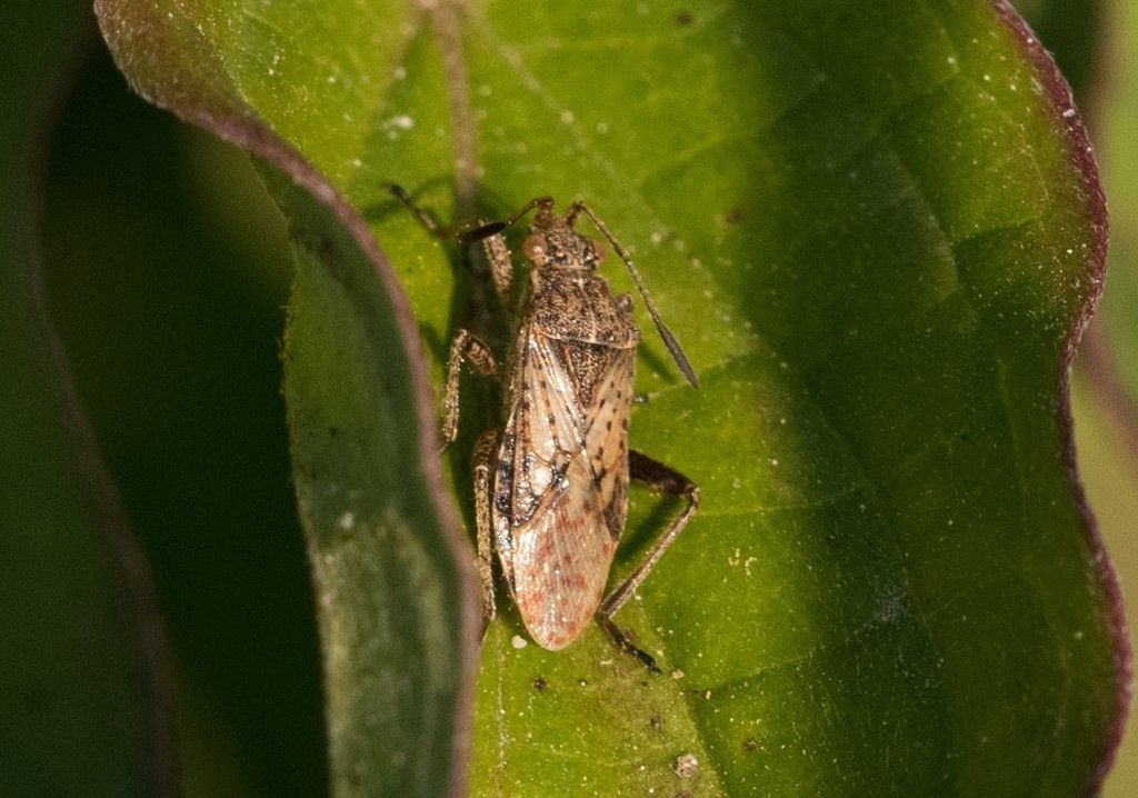 Stictopleurus punctatonervosus ?