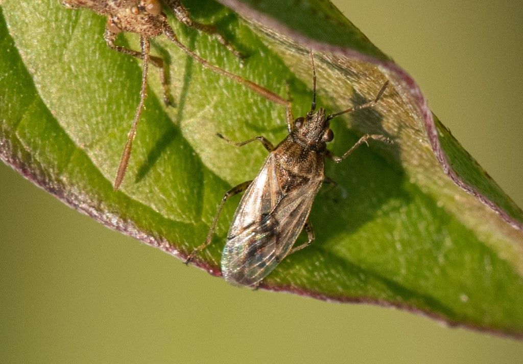 Aiuto per identificazione
