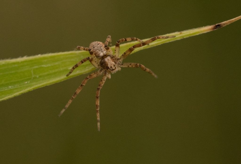 Aiuto per identificazione