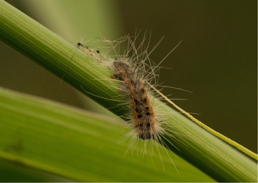 Bruco da identificare