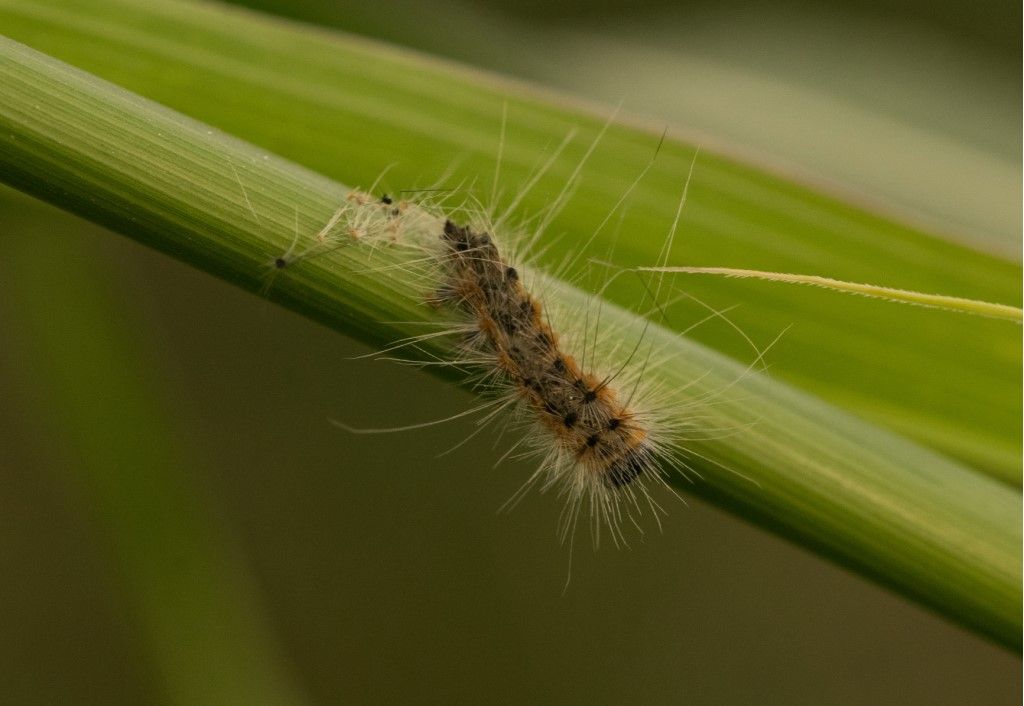 Bruco da identificare