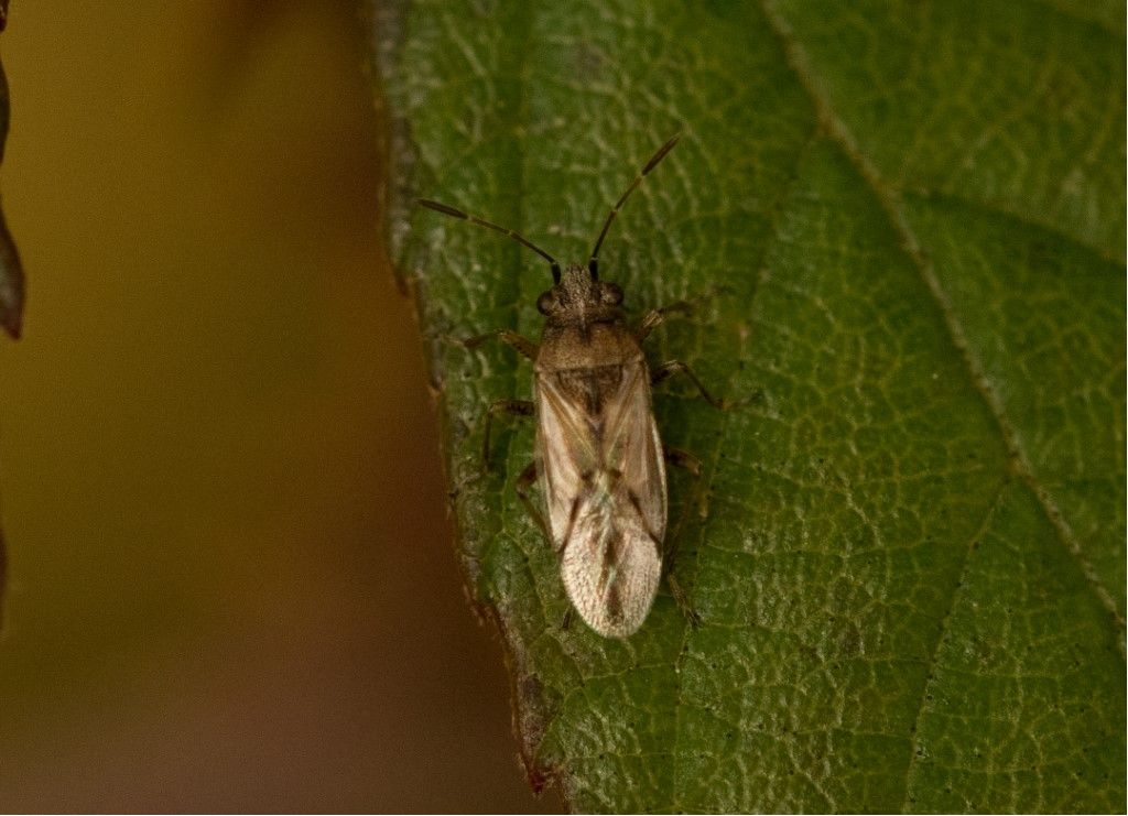 Aiuto per identificazione