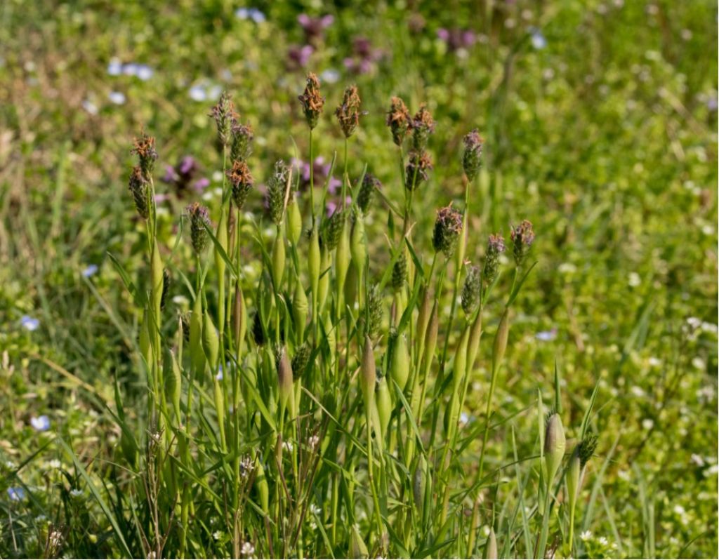 Poaceae da determinare