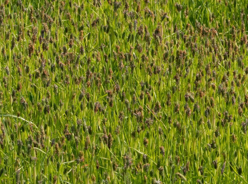 Poaceae da determinare