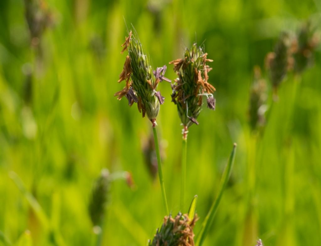 Poaceae da determinare