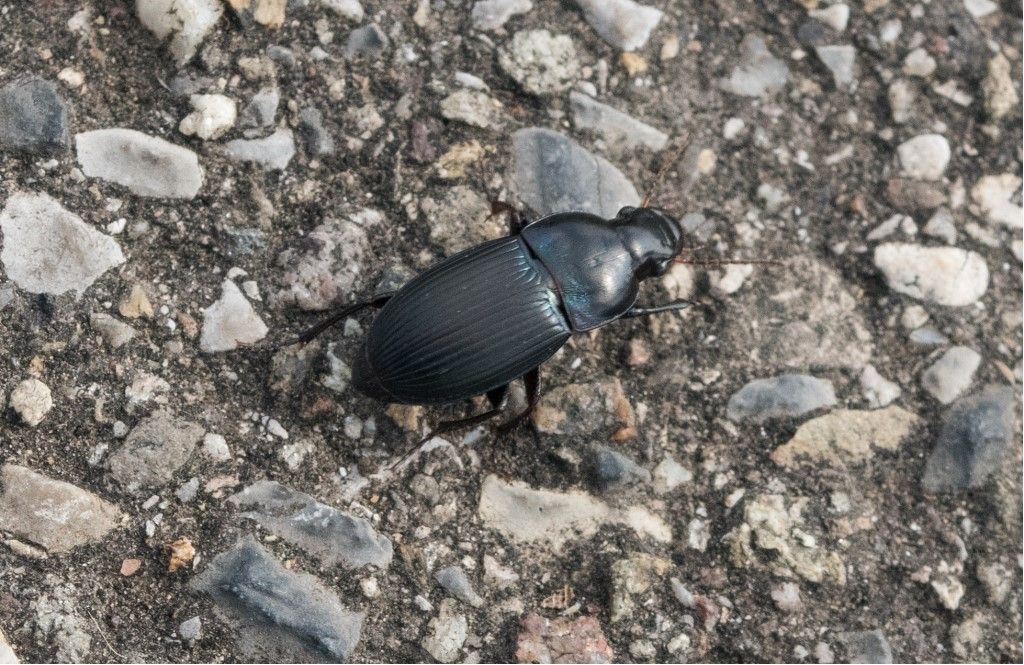 Carabidae: Harpalus dimidiatus