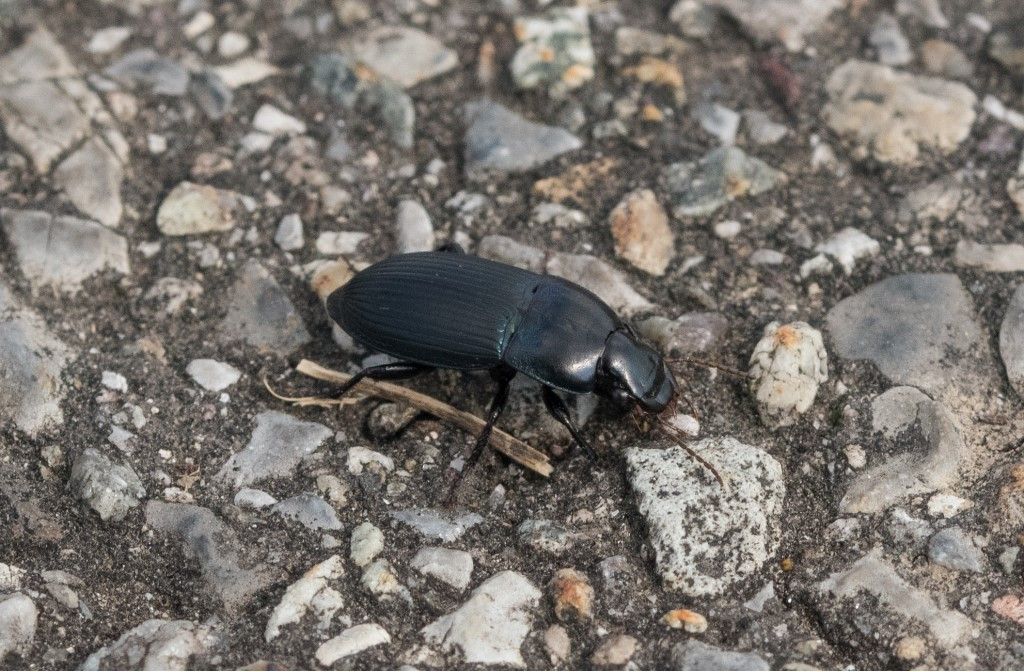Carabidae: Harpalus dimidiatus