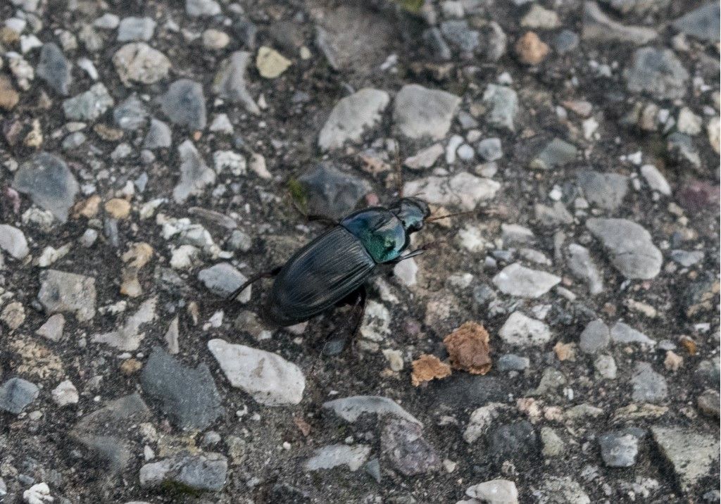 Carabidae: Harpalus dimidiatus