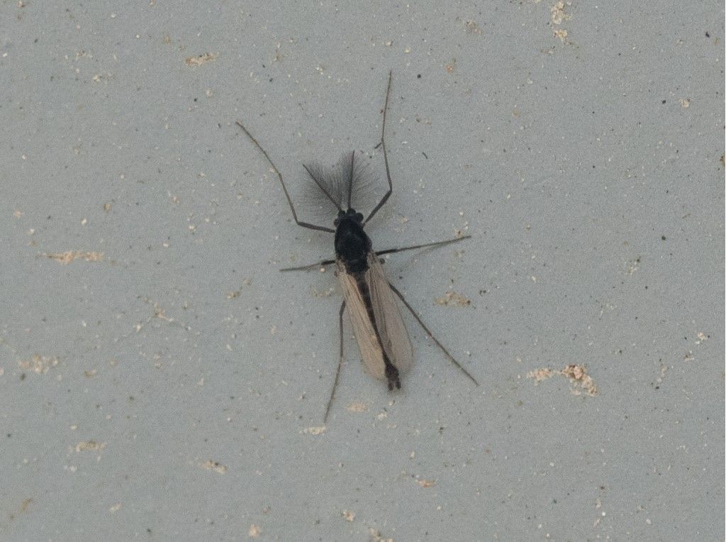 Aiuto per identificazione diptera