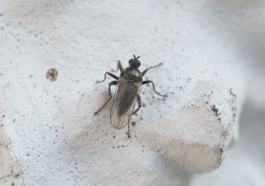Diptera da identificare