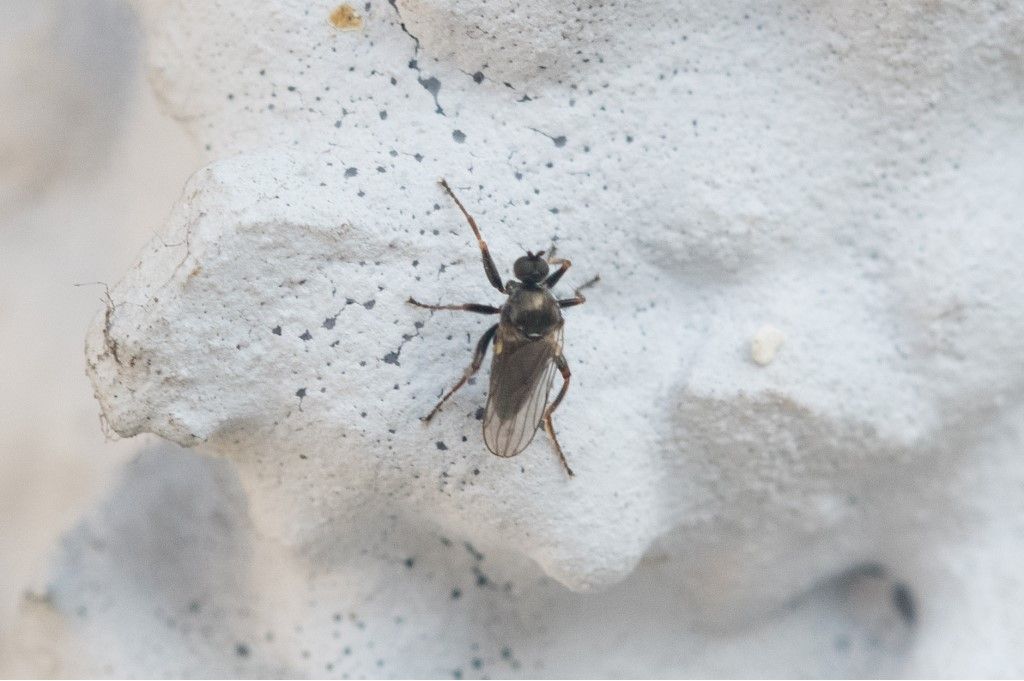 Diptera da identificare