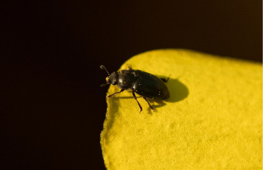 Coleoptera da identificare