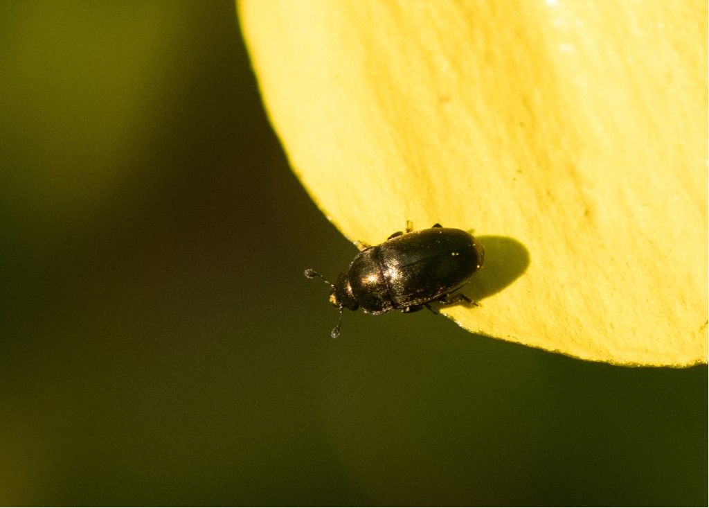 Coleoptera da identificare