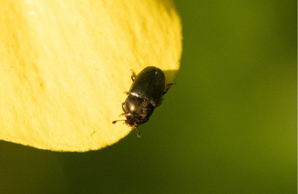 Coleoptera da identificare