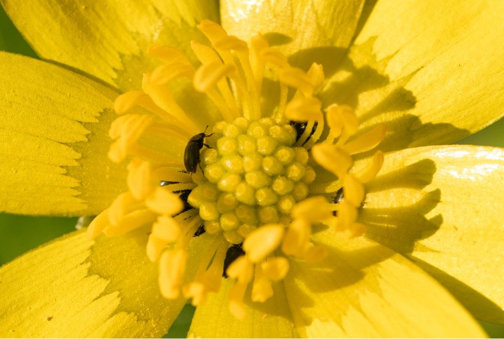 Coleoptera da identificare