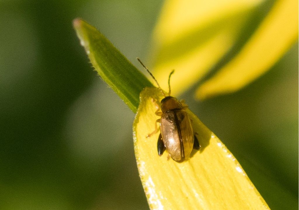 Chrysomelidae: Longitarsus sp.