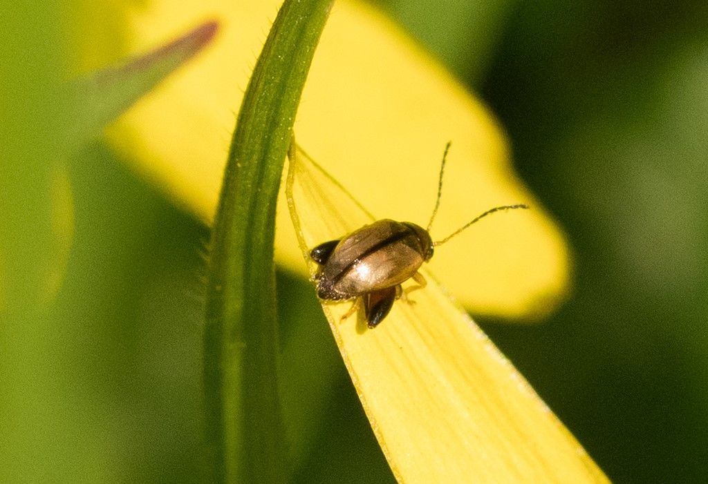 Chrysomelidae: Longitarsus sp.