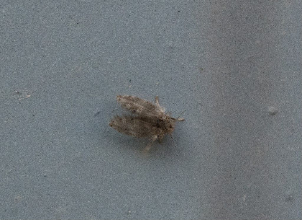 Psychoda alternata ?