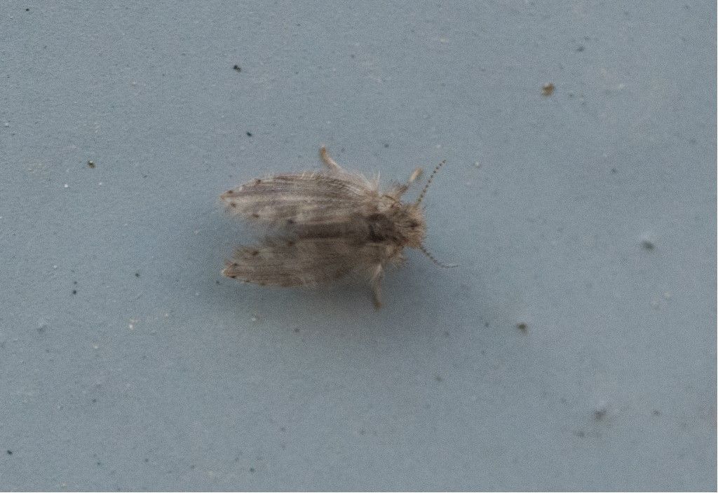 Psychoda alternata ?